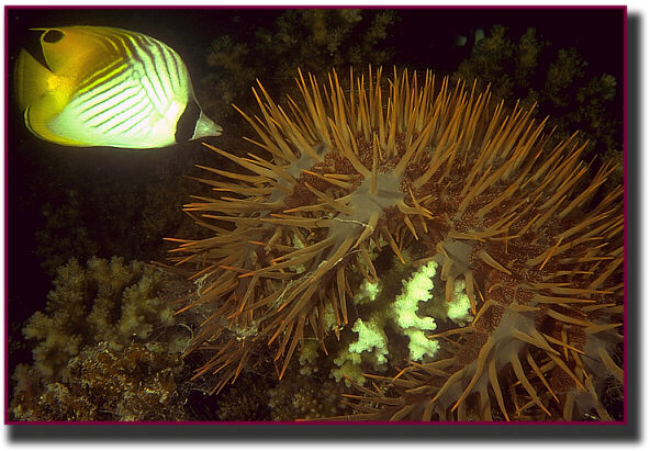 A crown of thorns starfish digests the living coral while another, more conservative,  coral predator looks on. 