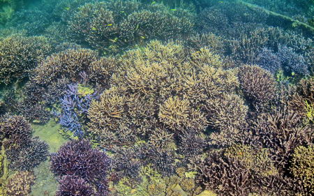 super corals growing in Port Moselle Marina Noumea