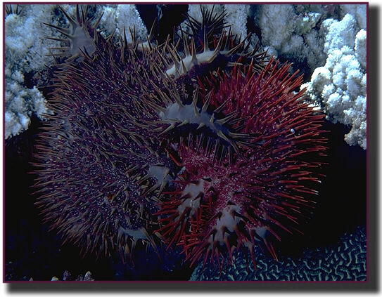 When two crown of thorns starfish join arms to feed, they can eat 30% more coral than they can by themselves.