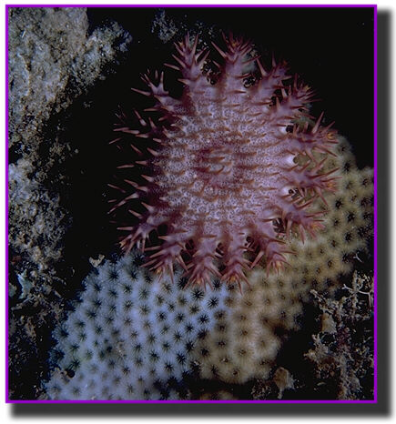A small crown of thorns starfish, barely 40-mm in diameter, leaves a wake of white, cleaned coral behind it.