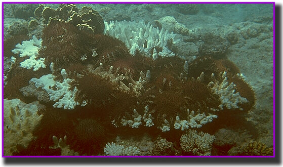 A mass of starfish in the main herd in Guam, stripping a large colony of Acropora in a few hours.