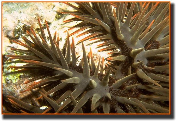 The spines of a crown of thorns starfish come to a molecular-sharp point. They penetrate skin (and gloves) so easily it is impossible to feel them enter. But once they do, the venom lets you know you've been pronged.