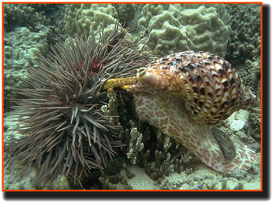 The tritons attack the spiny starfish with unquestioned enthusiasm.